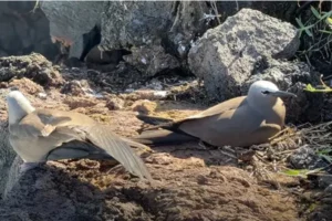 photo de macouas - oiseaux marins