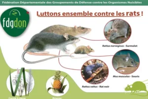 Luttons ensemble contre les rats : surmulot, rat noir et souris