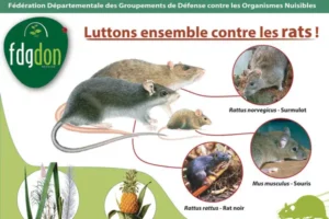 DGDON : luttons ensemble contre les rats